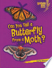 Can_you_tell_a_butterfly_from_a_moth_