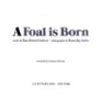 A_foal_is_born