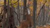 The_Secret_Life_of_Whitetails