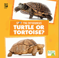 Turtle_or_tortoise_