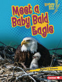 Meet_a_baby_bald_eagle