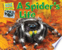 A_spider_s_life